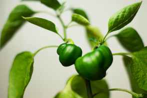 plant green paprika pepper