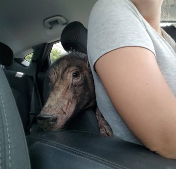 45863288_252142188811135_2280570639959982080_n